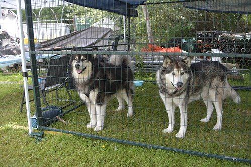 Two dogs resting in the shade at a past festival