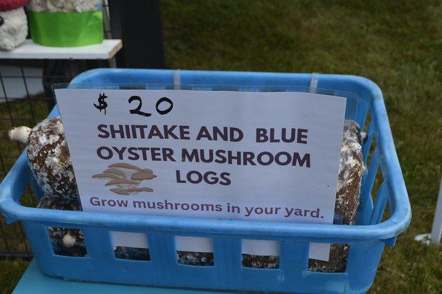 Mushroom growing logs offered by a past festival vendor